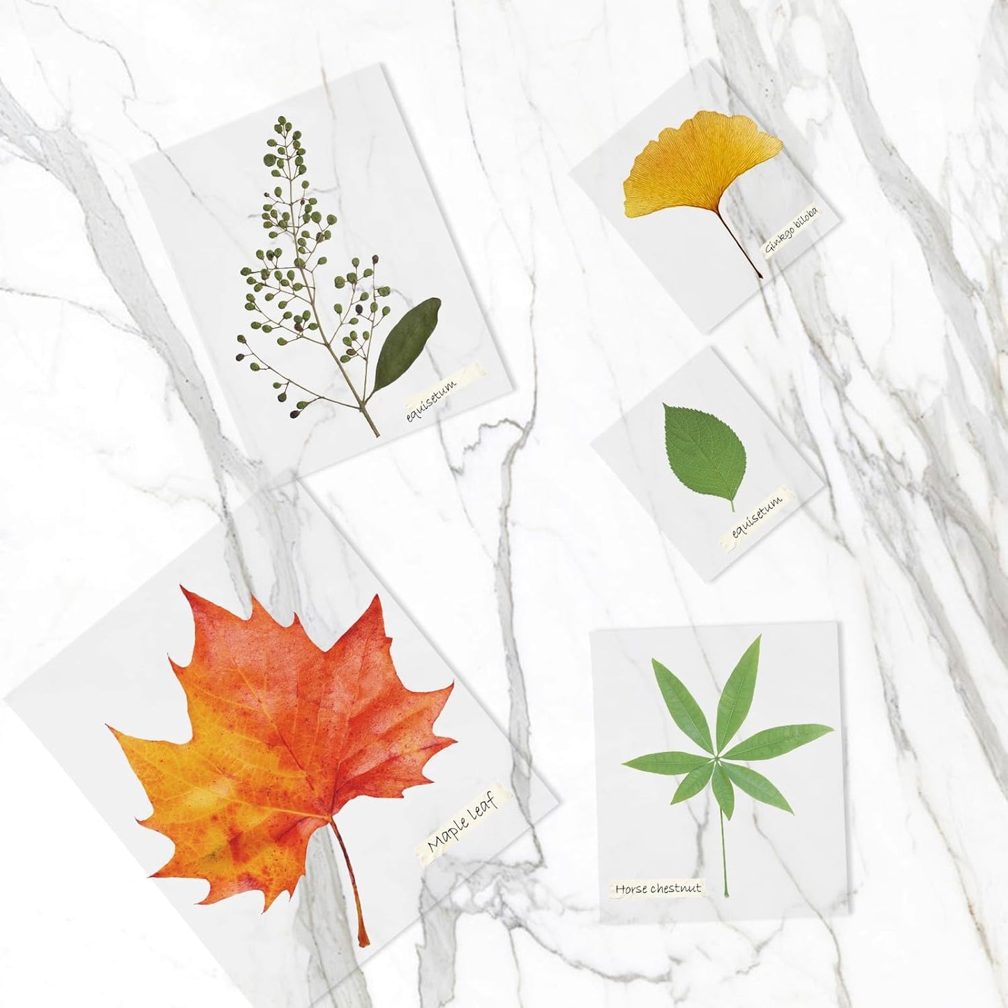 Thermal Laminating Pouches, FungLam Clear Laminating Sheets, 3 Mil Thickness Thermal Laminating Sheets, 8.9×11.4 Inch Laminator Sheets for Laminators, Clear Plastic Letter Size Sheets,100 Pack.