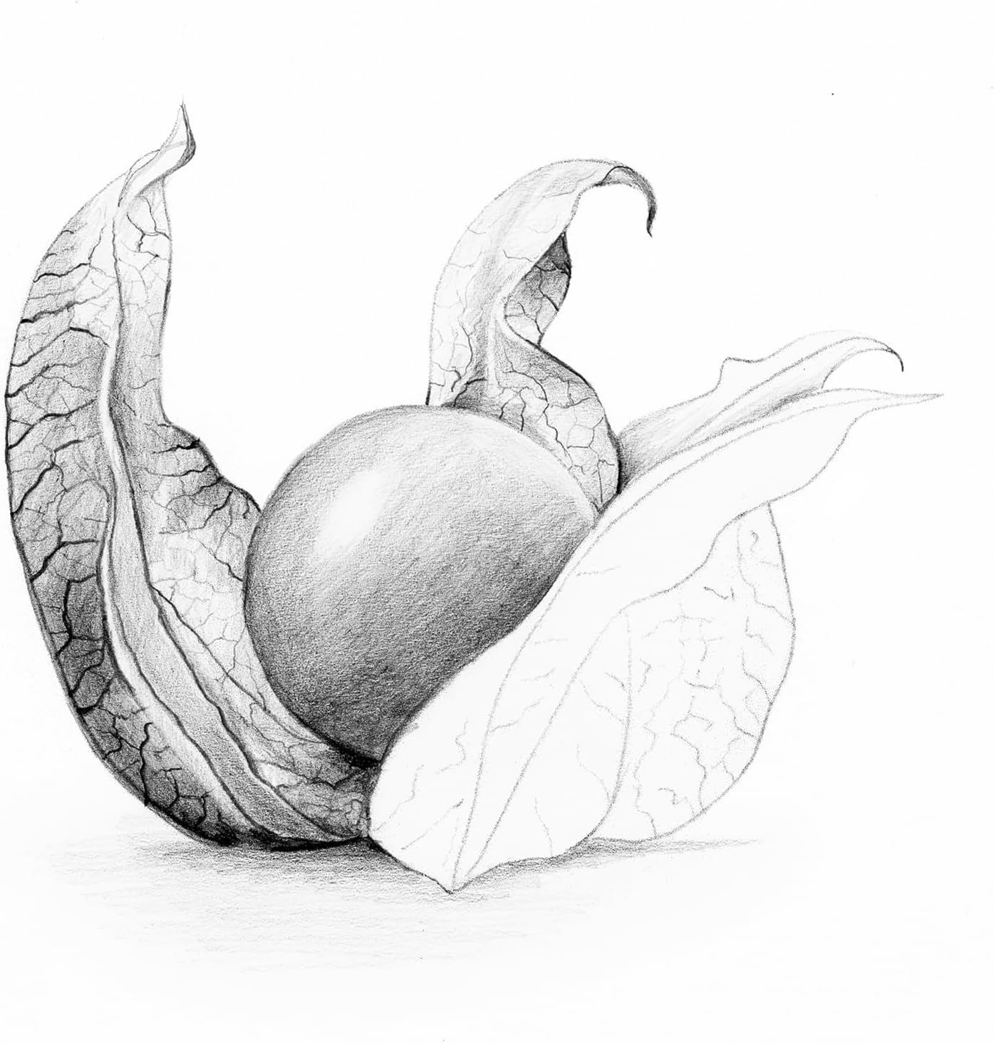 STAEDTLER Mars Tehnical Mechanical Pencil, 2mm (#2) Lead Holder with Built-in Sharpener - Drawing & Sketching Pencil with Metal Clip & Push-Button Lead Advance