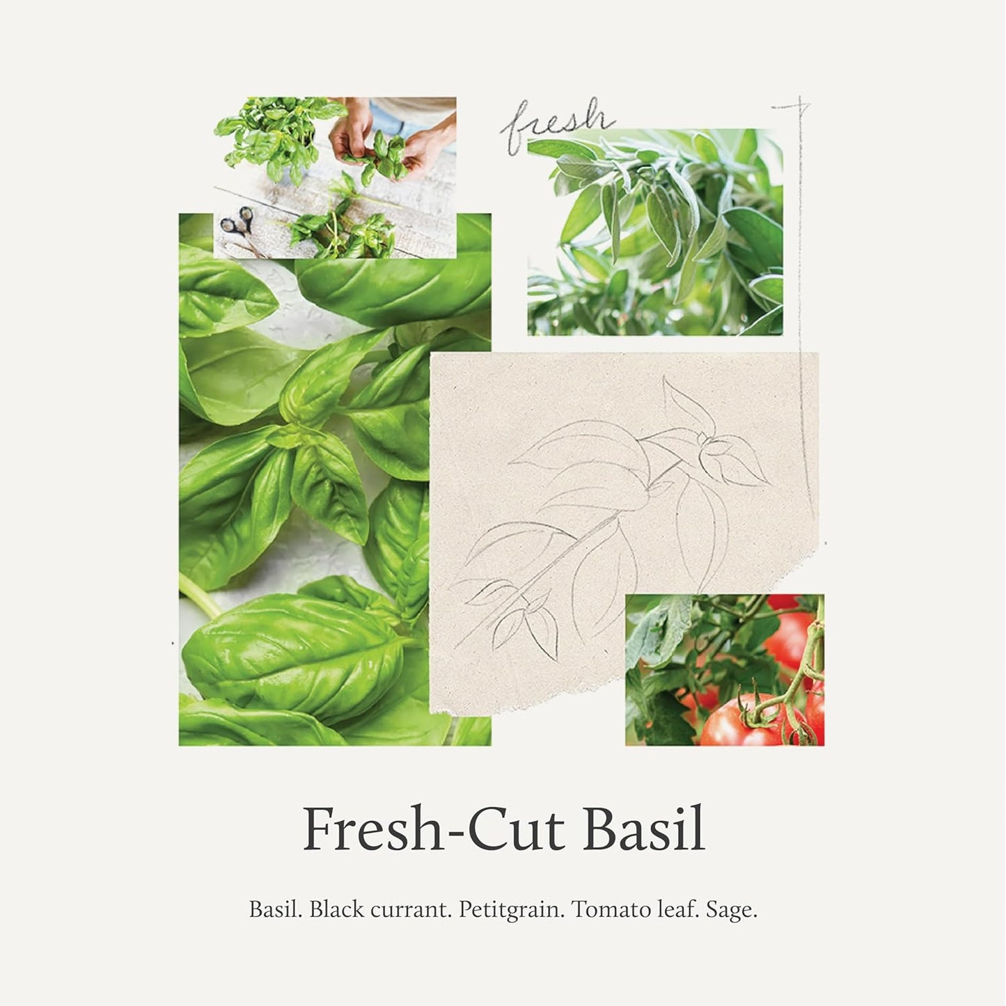 Thymes Countertop Spray - Counter Cleaner Spray - Household Cleaning Supplies (Fresh-Cut Basil, 16.5 fl oz)